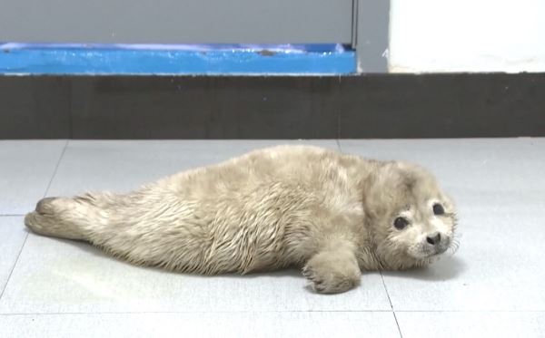 В провинции Ляонин спасли детеныша тюленя