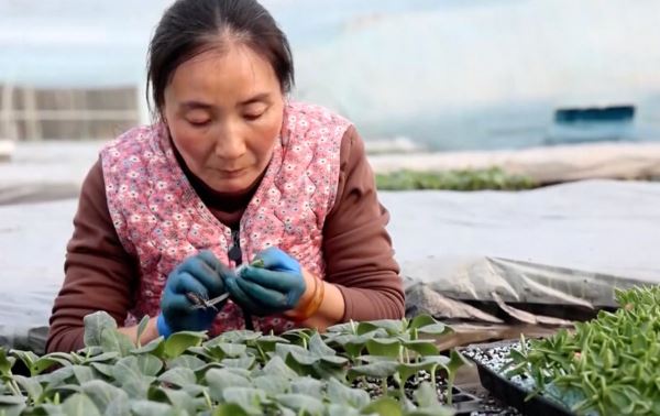 Китай готовится к новому сельскохозяйственному сезону