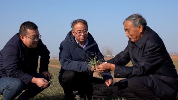 Китайский учёный и депутат Го Цзинькао знает, как повысить урожайность зерновых